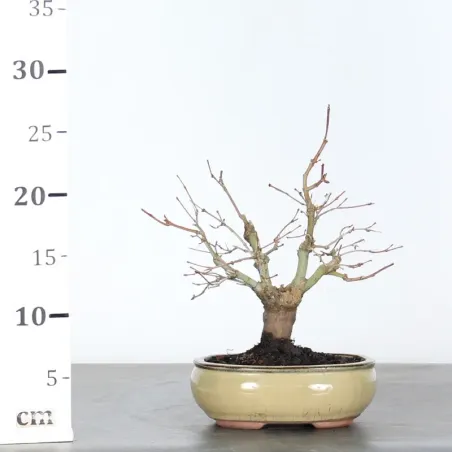 image supplémentaire - ÉRABLE DU JAPON "ACER...