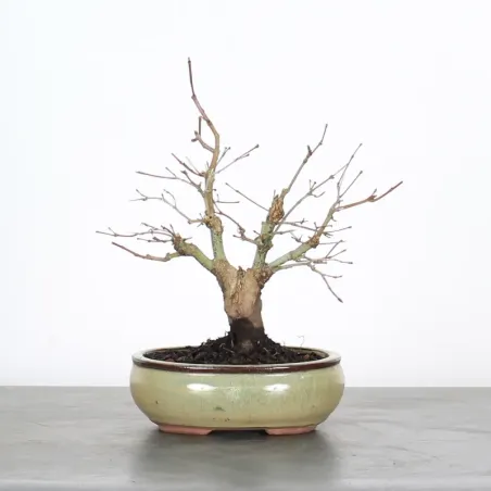 Bonsai Erable Palmatum APS-2-12