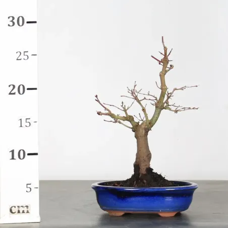 image supplémentaire - ACER PALMATUM SHOHIN 2-13