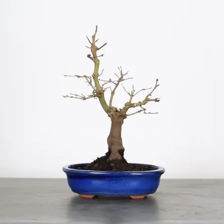 Palmatum Maple Bonsai APS-2-13