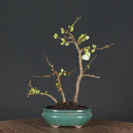 JAPANESE QUINCE "Chaenomeles speciosa Nivalis" 4-1