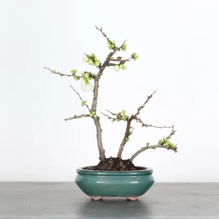 image supplémentaire - JAPANESE QUINCE...