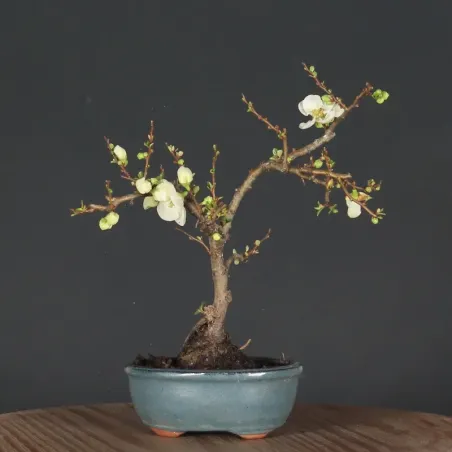Bonsai Cognassier du Japon