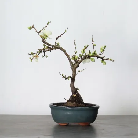 image supplémentaire - COGNASSIER DU JAPON...