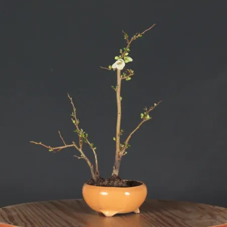 Bonsai Cognassier du Japon