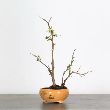 image supplémentaire - JAPANESE QUINCE...