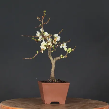 Bonsai Cognassier du Japon