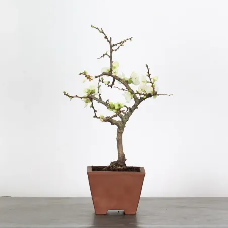 image supplémentaire - JAPANESE QUINCE...