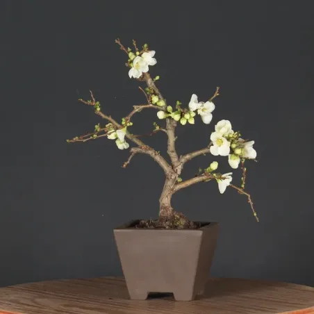 Bonsai Cognassier du Japon