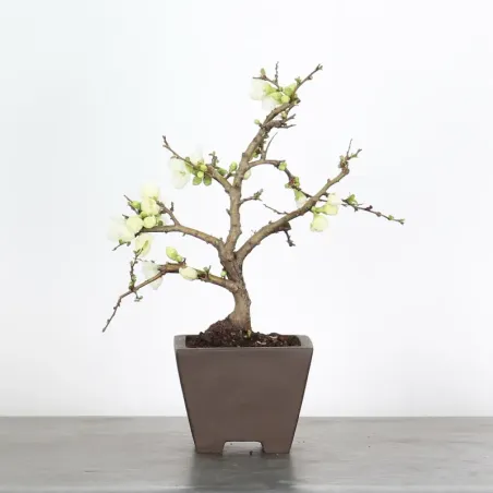 image supplémentaire - JAPANESE QUINCE...