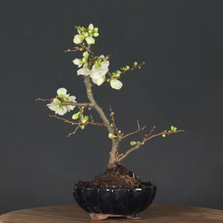 Bonsai Cognassier du Japon