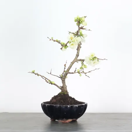 image supplémentaire - COGNASSIER DU JAPON...