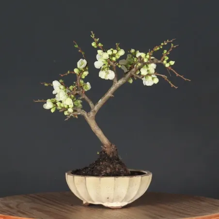 JAPANESE QUINCE "Chaenomeles speciosa Nivalis" 4-7