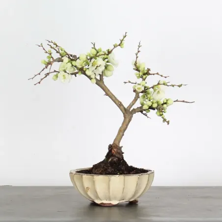 image supplémentaire - JAPANESE QUINCE...