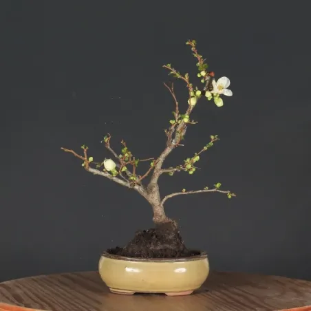 JAPANESE QUINCE "Chaenomeles speciosa Nivalis" 4-8