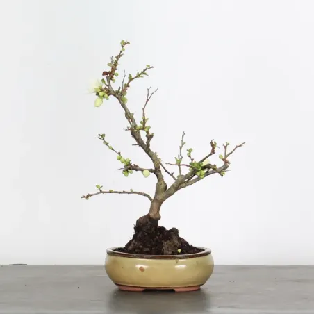 image supplémentaire - JAPANESE QUINCE...