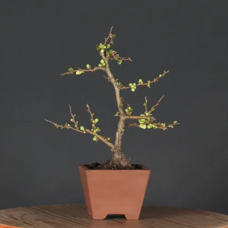 JAPANESE QUINCE "Chaenomeles speciosa Nivalis" 4-9