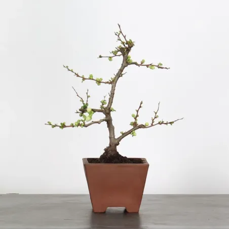 image supplémentaire - COGNASSIER DU JAPON...