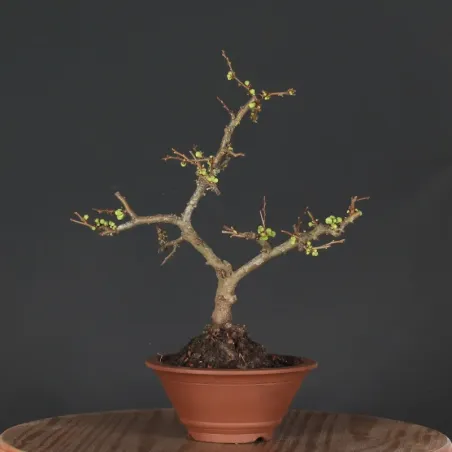 JAPANESE QUINCE "Chaenomeles speciosa Nivalis" 4-10