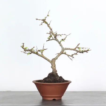 image supplémentaire - COGNASSIER DU JAPON...