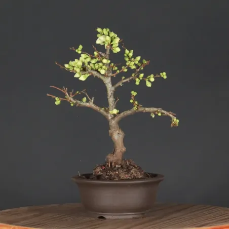 Bonsai Cognassier du Japon