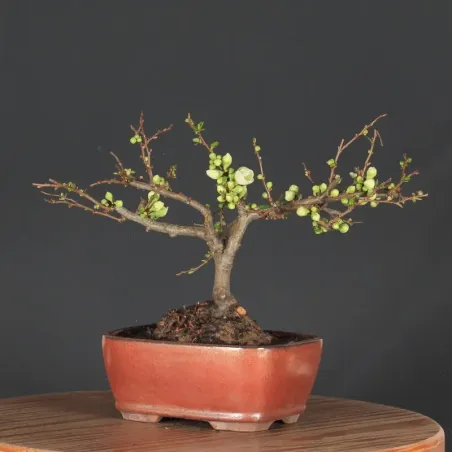 JAPANESE QUINCE "Chaenomeles speciosa Nivalis" 4-12