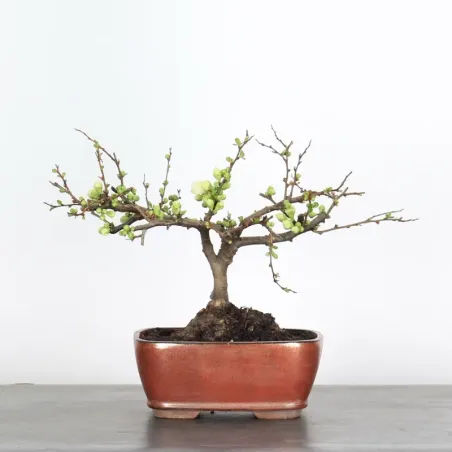 image supplémentaire - JAPANESE QUINCE...