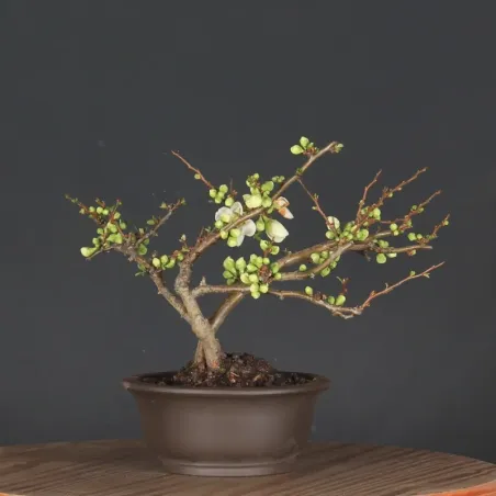 Bonsai Cognassier du Japon