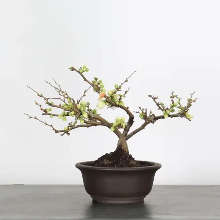 image supplémentaire - JAPANESE QUINCE...