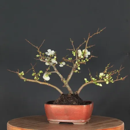 Bonsai Cognassier du Japon
