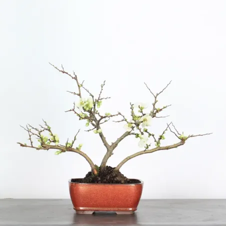 image supplémentaire - COGNASSIER DU JAPON...