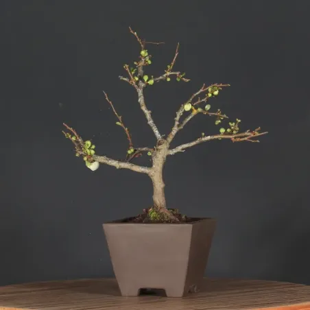 JAPANESE QUINCE "Chaenomeles speciosa Nivalis" 4-15