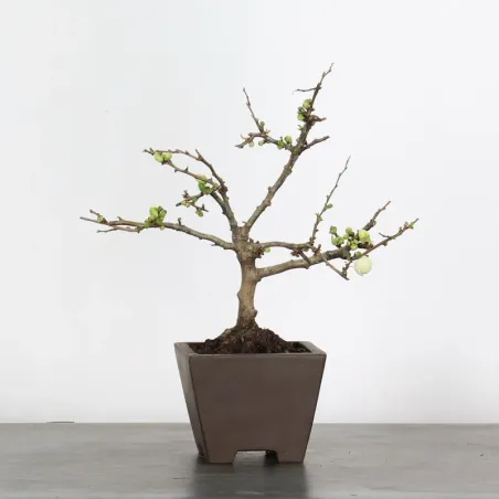 image supplémentaire - JAPANESE QUINCE...