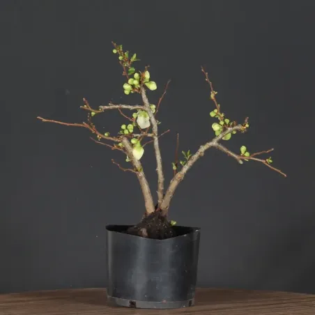 PREBONSAI JAPANESE QUINCE "Chaenomeles speciosa Nivalis" 4-16