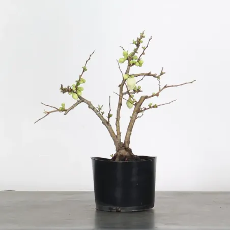 image supplémentaire - PREBONSAI JAPANESE QUINCE...