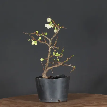 PREBONSAI JAPANESE QUINCE "Chaenomeles speciosa Nivalis" 4-17
