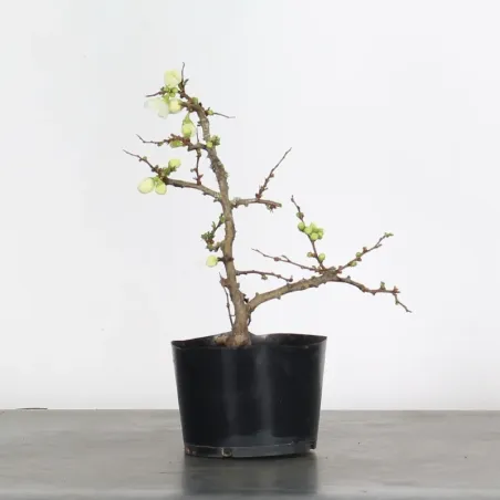 image supplémentaire - PREBONSAI JAPANESE QUINCE...