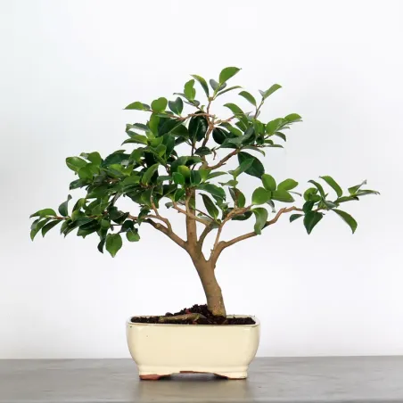 Camellia Bonsai