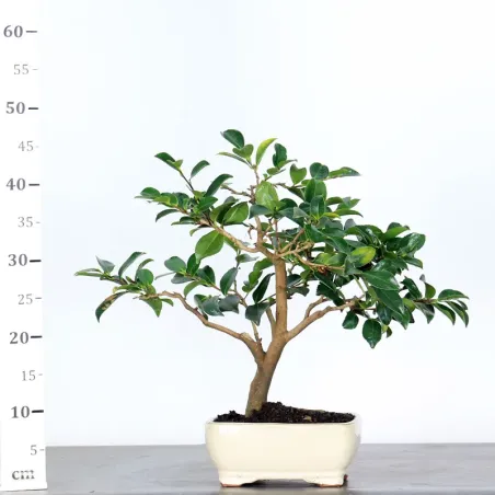 image supplémentaire - AUTUMN CAMELIA "SASANQUA" 1-1