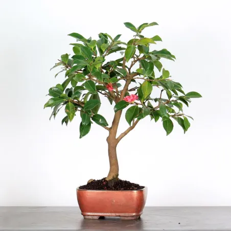 Camellia Bonsai