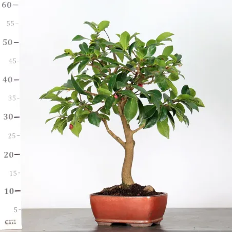 image supplémentaire - AUTUMN CAMELIA "SASANQUA" 1-4