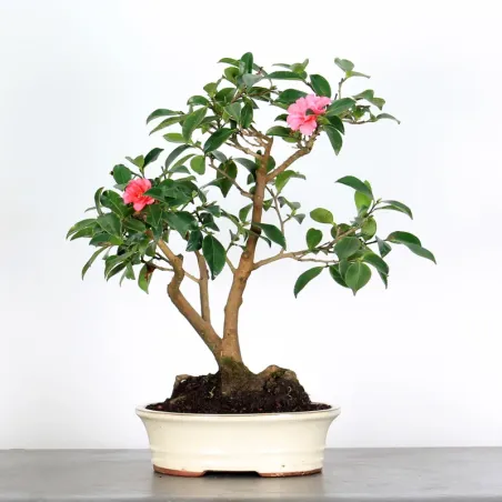 Bonsaï Camélia