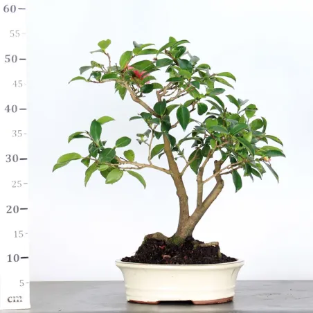 image supplémentaire - AUTUMN CAMELIA "SASANQUA" 1-6