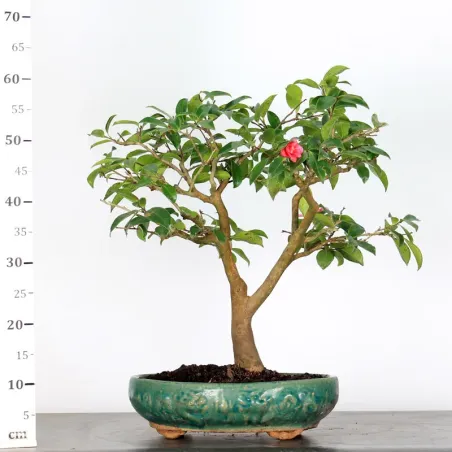 image supplémentaire - AUTUMN CAMELIA "SASANQUA" 1-8