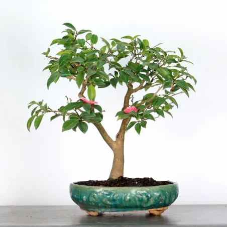 AUTUMN CAMELIA "SASANQUA" 1-8