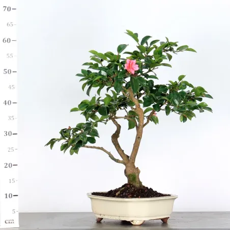 image supplémentaire - AUTUMN CAMELLIA "SASANQUA" 1-9