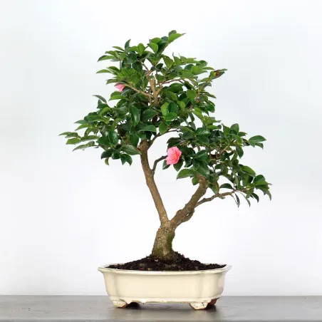 CAMELIA D'AUTOMNE "SASANQUA" 1-9