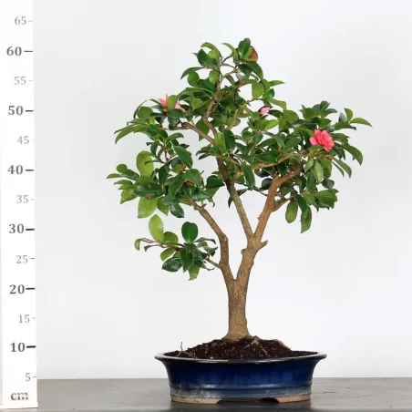 image supplémentaire - CAMELIA D'AUTOMNE...