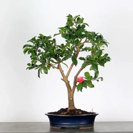 Camellia Bonsai