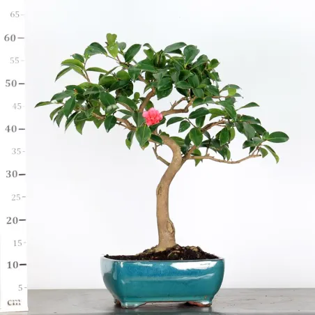 image supplémentaire - AUTUMN CAMELIA "SASANQUA" 1-11